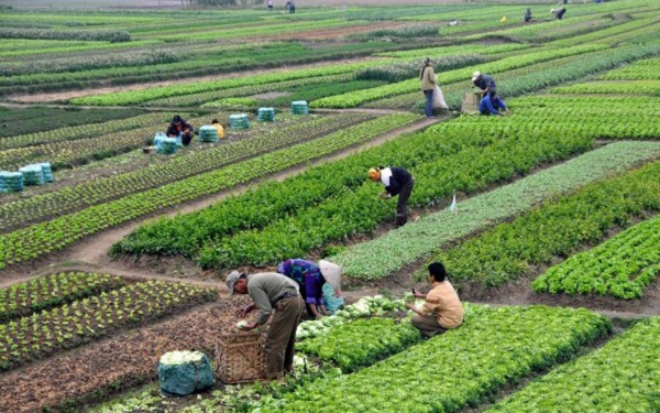 Farms & Agriculture